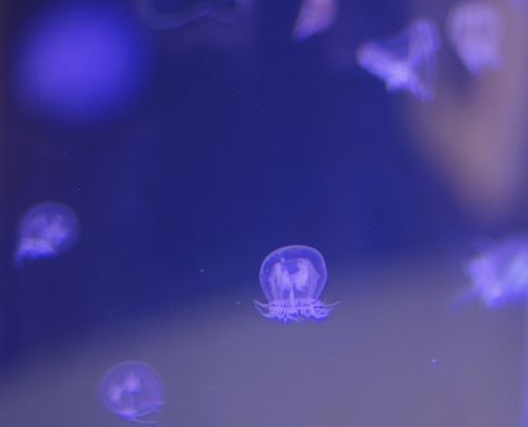 tiny tiny jellyfish Round Aquarium, Tiny Jellyfish, Baby Jellyfish, Sea Jellies, Marine Science, Underwater Animals, Oregon State University, Circular Motion, Jelly Fish