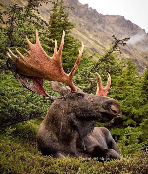 One of my favorite animals Moose Pictures, Moose Deer, Bull Moose, Cocker Spaniel Dog, Wild Creatures, Majestic Animals, Wildlife Nature, Animal Games, Wild Nature