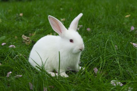 Florida White rabbits are wonderful pets for practically any stage of a person’s life. Cute Rabbit Pictures, Rabbit As A Pet, Florida White Bunny, White Rabbit Photography, Florida White Rabbit, Rabbit Image, Cute White Rabbit, Rabbit Images, Cute White Bunny