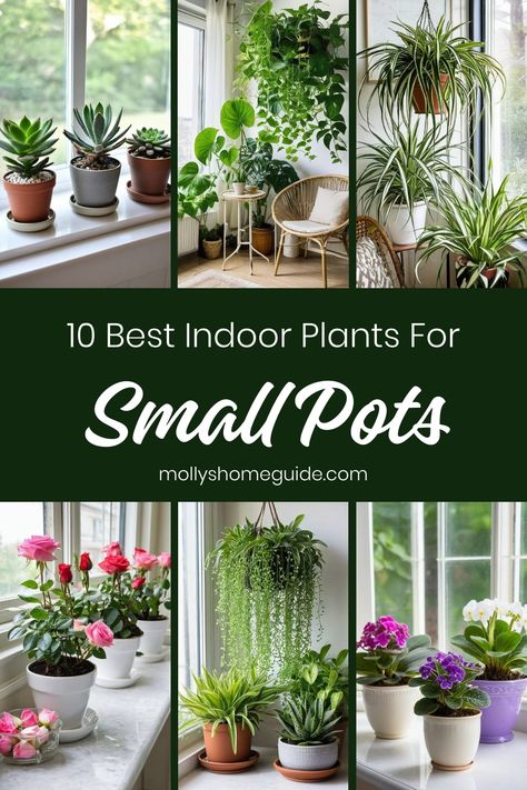 Looking to green up your small space? Discover the best indoor plants for small pots that thrive with little attention. From hard-to-kill varieties to tiny trailing peperomias, these houseplants are perfect for adding a touch of greenery to compact areas. Whether you have a windowless bathroom or just need teeny tiny houseplants, these small indoor plants are ideal for various spaces. Pair them with self-watering pots for easy care and enjoy the beauty of nature indoors! Plants In Small Pots, Pots For Indoor Plants Ideas, Potting House Plants, Small Low Light Plants Indoor, Where To Place Plants In Your Home, Small Indoor Garden Ideas, Plants For Inside The House, Plants For Small Pots, Tiny Houseplants