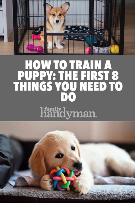 How to Train a Puppy: The First 8 Things You Need to Do Train A Puppy, Puppy Cuddles, Puppy Time, Puppies Tips, Easiest Dogs To Train, Dog German, Cairn Terriers, Puppy Training Tips, Husky Mix