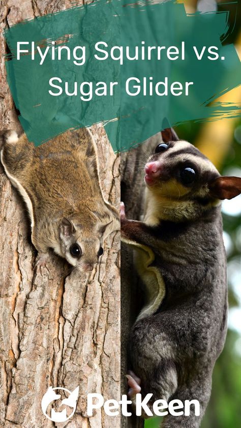 Baby Flying Squirrel, Flying Squirrel Pet, Sugar Glider Pet, Chinchilla Care, Dog Cake Recipes, Flying Squirrels, Pet Rodents, Squirrel Cage, Flying Squirrel