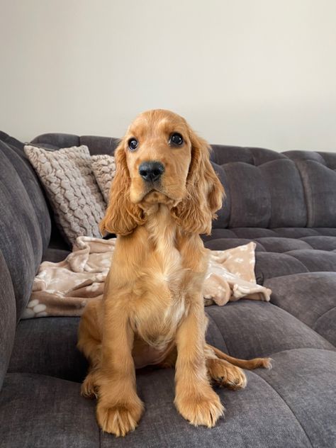 Golden Spaniel Puppy, Golden Retriever Cocker Spaniel Mix Dogs, Golden Show Cocker Spaniel, Gold Cocker Spaniel, Golden English Cocker Spaniel, Orange Cocker Spaniel, Cocker Spaniel Haircut Styles, Aesthetic Dog Pics, Ginger Dogs