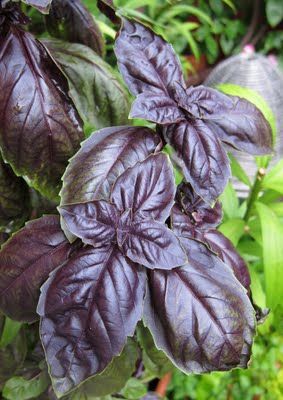 Osmin Purple Basil Purple Basil, Basil Herb, Growing Basil, Basil Seeds, Basil Plant, Purple Plants, Patio Pots, Organic Seeds, Herb Seeds