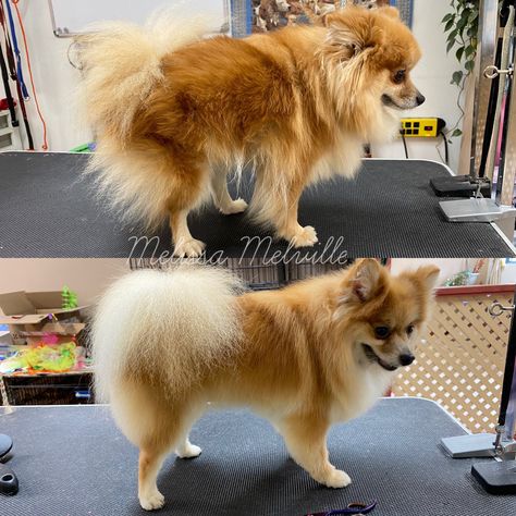 Dog Haircuts Pomeranians, Haircuts For Pomeranians, Pomsky Haircut, Pomchi Haircut, Spitz Haircut, Pomeranian Grooming Styles, Fox Face Pomeranian Haircut, Pomeranian Haircut Hairstyles, Pomeranian Cut