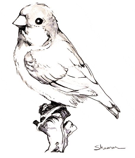 Zebra finch coloring page - Animals Town - animals color sheet - Zebra finch printable coloring Finch Tattoo, Zebra Finches, Zebra Finch, Pyrography Patterns, Bird Sketch, Tattoo Black, Bird Silhouette, Realistic Paintings, Drawing Projects