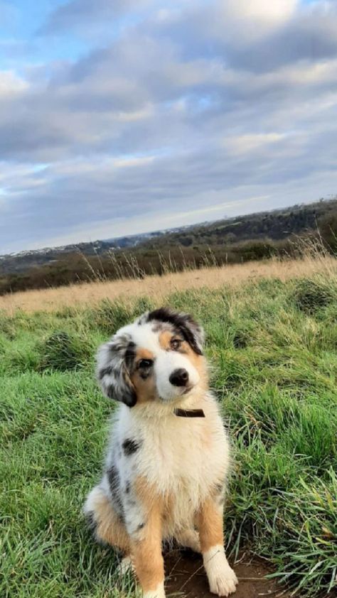 Full Grown Australian Shepherd, St Bernard Australian Shepherd, Aussie Collie Puppies, Australian Shepherd Aesthetic, Aussies Puppies, Chien Cute, Aussie Shepherd Puppy, Cutest Dog Breeds, Aussie Puppy