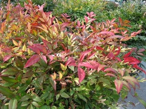 Heavenly Bamboo, (Nandina domestica), is not relate to the Bamboo we know and love of either clumping or running variety. The common name w... Nandina Plant, Small Garden Shrubs, Heavenly Bamboo, Nandina Domestica, Low Maintenance Landscaping Front Yard, Bamboo Landscape, Drought Tolerant Shrubs, Shrubs For Landscaping, Full Sun Perennials