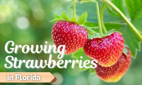 When To Plant Strawberries, Growing Strawberries In Containers, Central Florida Gardening, Strawberries In Containers, Strawberry Beds, Strawberry Varieties, Florida Garden, Strawberry Garden, Berry Plants