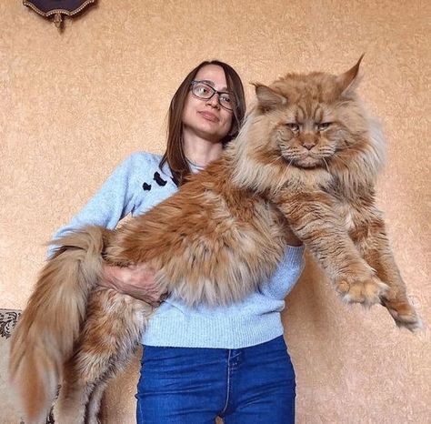 12 Photos of Big and Beautiful Maine Coon Cats Mancoon Cats, Huge Cat, Giant Cat, Beautiful Cat Breeds, Forest Cat, Cat Family, Fluffy Cat, Funny Cat Videos, Maine Coon