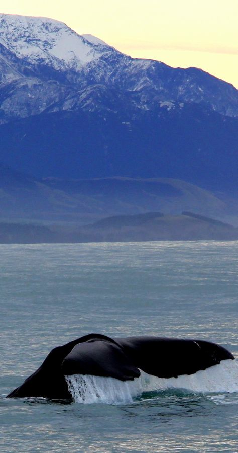 Whale watching - Kaikoura, New Zealand Stewart Island, Mount Taranaki, Visit New Zealand, New Zealand Travel, South Island, Banff National Park, Travel List, Whale Watching, Travel Goals