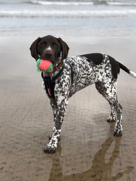 German Pointer Short Haired, Black Gsp, German Shorthaired Pointer Puppies, German Short Hair Pointer, Short Hair Pointer, German Shorthaired Pointer Black, German Shorthaired Pointer Training, German Short Haired Pointer, German Short Hair