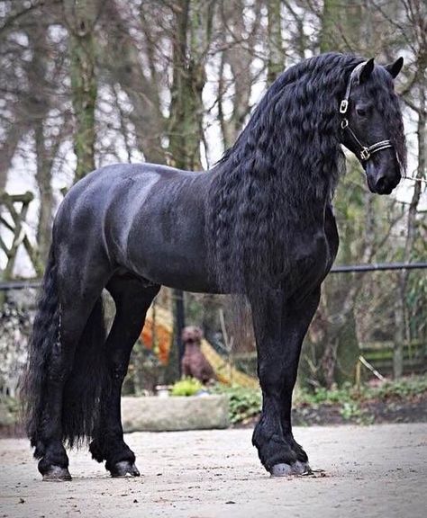 Friesian Stallion, Amazing Horses, Majestic Horses, Big Horses, Funny Horses, Dream Horse, Black Horses, Most Beautiful Horses, Animal Magic