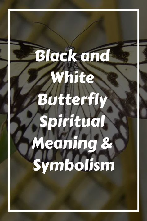 See a black and white butterfly in your dream? Here are spiritual meanings and symbolism of a black and white butterfly. White Butterfly Meaning, Butterfly Spiritual, Butterfly Spiritual Meaning, Black Color Meaning, Butterfly Meaning, Black And White Butterfly, Butterfly Black And White, Whites Tree Frog, Blue Tongue Skink