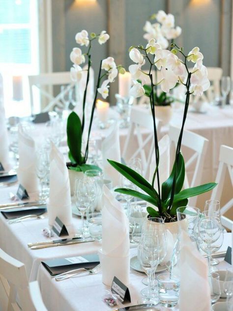 Orchid Centrepiece Wedding, Orchid Table Decor, Orchid Centrepiece, Potted Orchid Centerpiece, White Orchid Centerpiece, Orchid Wedding Theme, Orchid Centerpieces Wedding, Wedding Dinner Table Setting, Stables Wedding