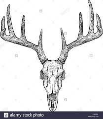 Skull Anatomy Drawing, Skull Drawing Simple, Deer Skull Drawing, Animal Skull Drawing, Antler Tattoos, Ink Line Art, Elk Skull, Deer Skull Tattoos, Wildlife Tattoo