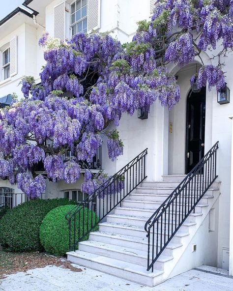 Magnolia Walks on Instagram: “The wisteria that no longer exists. I don’t know about you, but I would buy a house with a wisteria as opposed to buying one and removing…” Beige Bedroom Colors, Scandinavian Room, Hall Flooring, Bedroom Colour Palette, Bohemian Room, Calming Spaces, Apartment Bedroom Decor, Home Decor Hacks, Interiors Dream