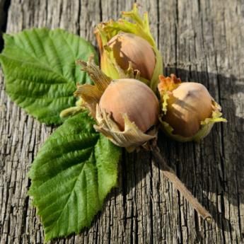 American Hazelnut, Hazelnut Tree, Giant Vegetable, Apricot Tree, Redbud Tree, Live Tree, Mulberry Tree, Food Forest, Peach Trees