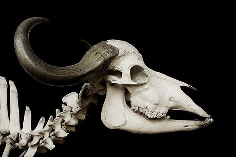 African Buffalo, Syncerus Caffer Cow Skeleton, African Buffalo, Buffalo Skull, Animal Skeletons, Animal Skull, Ange Demon, Animal Bones, Bull Skulls, Cow Skull