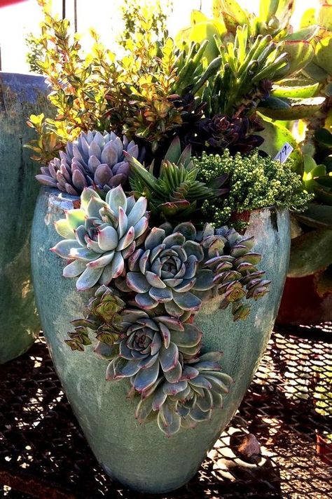 Gorgeous Succulent Arrangement in Cracked Pot Fountain With Succulents, Succulent Pot Garden, Succulent Tips, Garden Succulents, Succulent Bowls, Gravel Landscaping, Indoor Pots, Dream Patio, Potted Succulents