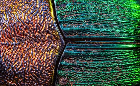 Rainbow scarab beetle (Phanaeus vindex) pronotum and elytra [1600x979] [OC] Beetle Macro Photography, Scarab Aesthetic, Mecha Beetle, Bug Texture, Spear Aesthetic, Insect Texture, Beetle Elytra, Beetle Aesthetic, Rainbow Beetle