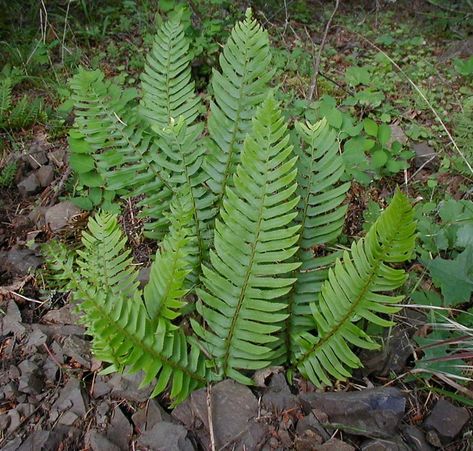 While they are most commonly found growing in moist wooded areas, sword ferns are quickly becoming popular in the home garden as well. These interesting plants are easy to grow, and this article will help. Fern Care, Mountains Tattoo, Evergreen Ferns, Ferns Care, Shade Loving Perennials, Ferns Garden, Gardening 101, Fern Plant, Woodland Garden