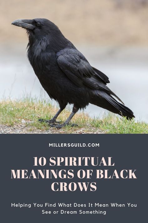 10 Spiritual Meanings of Black Crows Crow Call Meaning, Meaning Of Ravens, 10 Crows Meaning, Hearing Crows Meaning, Black Crows Meaning, Black Bird Meaning, 1 Crow Meaning, Crow Significance, One Crow Meaning