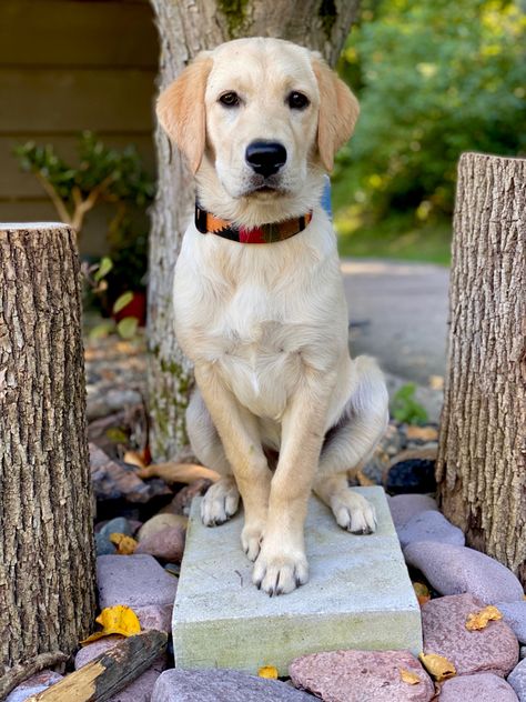 Golden Lab, Cute Labrador Puppies, Golden Retriever Mom, Golden Labs, Golden Labrador, Cute Dog Photos, Labrador Puppy, Labrador Retriever Dog, Beloved Dog