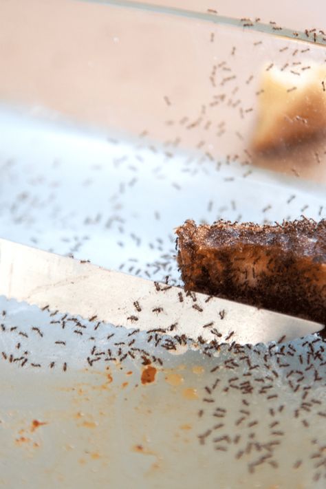 Learn how to get rid of tiny ants around your kitchen and other areas in your home. Lets get ant free together. Tiny Ants Get Rid Of, How To Get Rid Of Tiny Ants In Kitchen, How To Get Rid Of Tiny Ants, Get Rid Of Sugar Ants In Home, Sugar Ants How To Get Rid Of, How To Get Rid Of Ants In The Kitchen, Kitchen Ants, Proper Food Storage, Sugar Ants