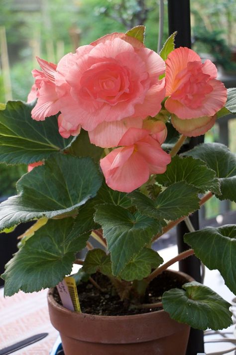 Begonia Dragon, Tuberous Begonia, Seed Raising, White Flower Farm, Flower Pots Outdoor, Patio Plants, Lost Art, Deck Garden, Outdoor Plants