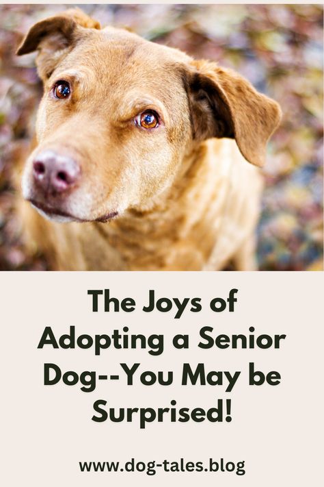 Not sure if adopting an elderly dog is right for you? Uncover the happiness and fulfillment that comes with providing a loving home to a senior dog. Don’t forget to pin this for heartwarming dog quotes and adoption tips! 🐕✨ Pets Quotes, Adoption Tips, Dog Emotions, Elderly Dogs, Senior Dogs, Pet Advice, Dog Activities, Older Dogs, Two Dogs