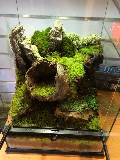 Big Terrarium, Bioactive Vivarium, Terrariums Diy, Frog Terrarium, Gecko Terrarium, Aquarium Terrarium, Mini Terrarium, Reptile Terrarium, Aquascape Aquarium