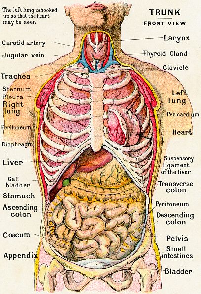 Vintage anatomical study of the human torso frontal view showing the major organs and bones engraving 1914 Human Torso Anatomy, Human Anatomy Picture, Human Body Diagram, Torso Anatomy, Anatomical Study, Human Torso, Anatomy Organs, Anatomy Bones, Human Body Organs