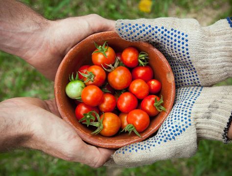 How to Store Tomatoes - Backyard Boss How To Store Tomatoes, Palm House Plants, House Plants Hanging, Fast Growing Hedge, Heather Plant, Flowering House Plants, Small House Plants, Biennial Plants, Tropical House Plants