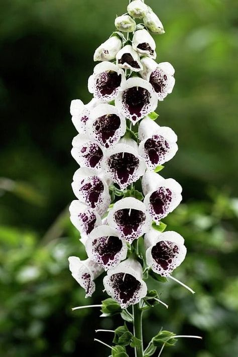 Flowers To Plant In Front Of House, Black White And Green Garden, White Plants Landscaping, Black Garden Flowers, Gothic Front Yard Landscaping, All Black Garden, Gothic Garden Ideas Front Yard, Gothic Flower Garden, Black And White Garden Ideas