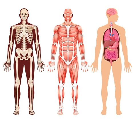 Human Muscular System, Skeleton System, Head Muscles, Anatomy Organs, Human Body Organs, Quilt Shirt, Human Organ, Organ System, Muscular System