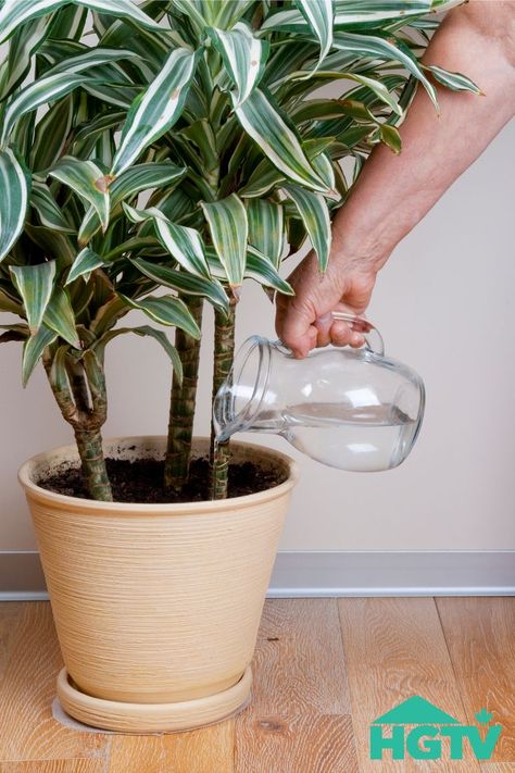 Between wilting, yellowing, and dropping leaves, overwatering plants and underwatering plants can often look similar. Onion Water For Plants, Water Indoor Plants, Dracaena Marginata, Can Water, Dracaena Plant, Plant Care Tips, Watering Plants, Plant Watering, Water House