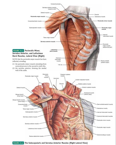 Axilla Anatomy, Serratus Anterior Muscle, A And P, Serratus Anterior, Pectoral Muscles, Anatomy Sketches, Muscle Body, Body And Soul, Muscles