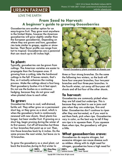 This guide provides everything you need to know about growing gooseberries. https://files.ufseeds.com/uploads/Instructions-for-Growing-Gooseberries.pdf Garden Binder, How To Grow Gooseberries, Gooseberry Tree, Garden Berries, Goose Berry Plant, Gooseberry Plant, Garden Activity, Gooseberry Bush, Pergola Planter