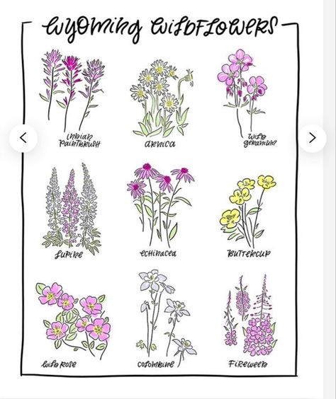 Wyoming Wildflowers Tattoo, Wild Mountain Thyme Tattoo, Wyoming Tattoo Ideas, Wyoming Flowers, Wyoming Tattoo, Wyoming Wildflowers, Alpine Wildflowers, Wildflower Song, Guerrilla Gardening