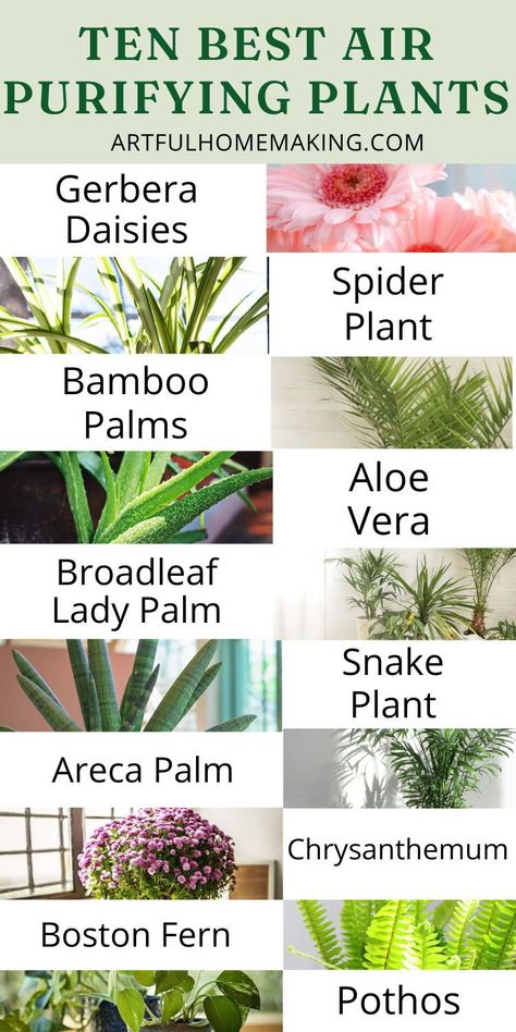 These air purifying house plants can help keep the air clean in your home while looking great with your décor! Air Cleaning House Plants, Air Purifier Plants, Indoor Plants Clean Air, Indoor Plants Bedroom, Oxygen Plant, Best Air Purifying Plants, Air Cleaning Plants, Air Purifying House Plants, Gothic Garden