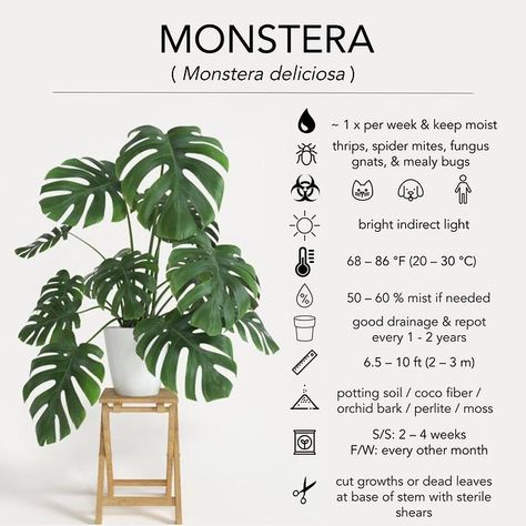 Monstera Deliciosa Care, Lighting Temperature, Monstera Plant Care, Fungus Gnats, Orchid Bark, Plant Care Houseplant, Spider Mites, Inside Plants, Monstera Plant