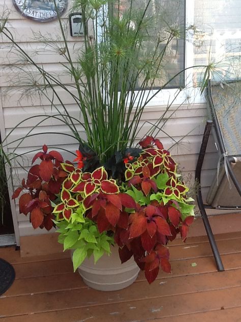 Annual Pots, Patio Flowers, Porch Flowers, Container Garden Design, Container Gardening Flowers, Flower Pots Outdoor, Outdoor Flowers, Garden Containers, Garden Yard Ideas