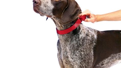 Martingale Collar For Dogs | How to Use Them and Which Ones Are Best Loose Leash Walking, Greyhound Collar, Westie Puppies, What Kind Of Dog, Baking Soda Cleaning, Winter Projects, Lab Puppy, Martingale Dog Collar, Best Dog Training