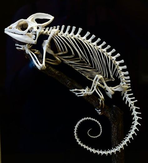 Chameleon Skeleton, Lizard Skeleton, Animal Skeleton, Skull Reference, Skeleton Anatomy, Skeleton Drawings, Animal Skeletons, Vulture Culture, Skeleton Bones