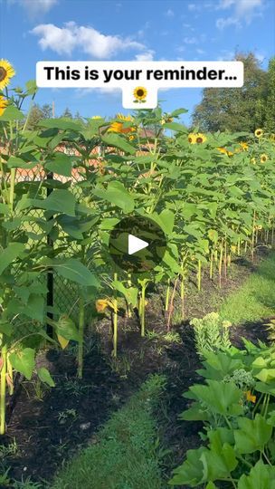 Sunflower Fence, Sunflower Privacy Fence, How To Harvest Sunflower Seeds To Plant, Sunflowers In Vegetable Garden, Sunflower Companion Plants Vegetable Garden, Harvesting Sunflower Seeds, Vegetable Garden Tips, Vegetable Garden, Gardening Tips