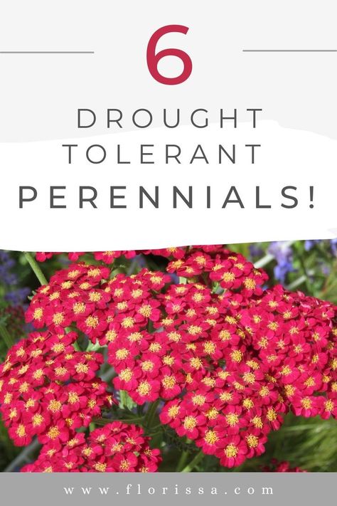 Check out these best drought tolerant perennials for your garden! Read our blog to find out what to plant for those garden dry-spells! Summer Gardening, Drought Tolerant Perennials, Drought Tolerant Garden, Shade Perennials, Drought Tolerant Plants, Deck Garden, Garden Borders, Summer Is Here, Beat The Heat