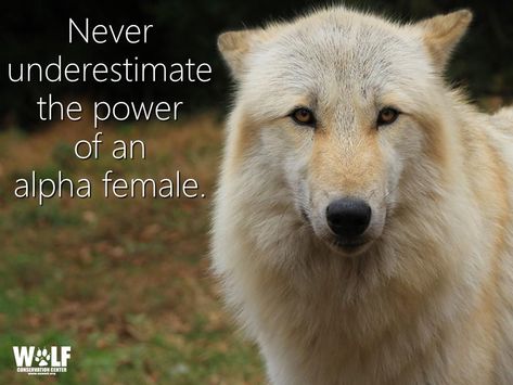 Alpha Females Wolf Quotes Female, Alpha Wolf Quotes, Alpha Female Wolf, Alfa Female, Quotes Female, Lone Wolf Quotes, Wolf Conservation Center, Alpha Wolf, Wolf Quotes