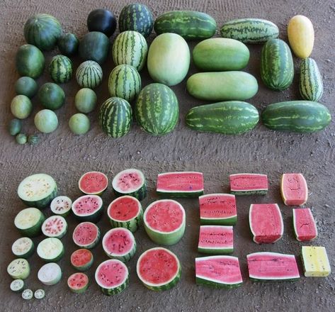 Pick Watermelon, Watermelon Varieties, Watermelon Uses, Vascular System, Sweet Watermelon, Plant Science, Heirloom Seeds, Red Fruit, Plant Species