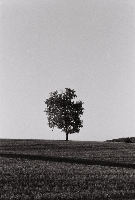 ✧･ﾟ: *✧･ﾟ:* Silver photo Ilford hp5 Summer 2k22 *:･ﾟ✧*:･ﾟ✧ Hp5 Ilford, Ilford Hp5, Summer Landscape, Landscape Trees, Photography Inspo, Pansies, Film Photography, Trees, Wallpapers